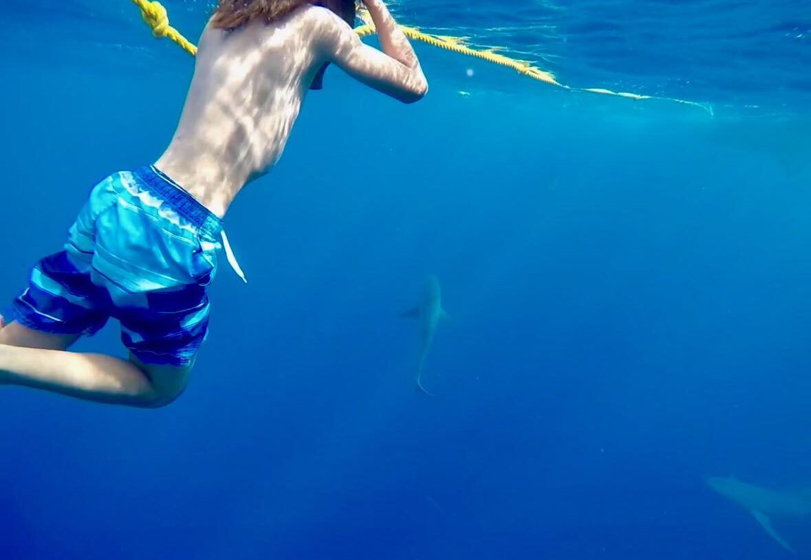 Shark Diving Oahu – Feedback and Advice from Our Interesting Experience